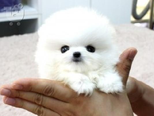 PoulaTo: (X-MASS) με και μαύρα κουτάβια Pomeranian για υιοθεσία **.